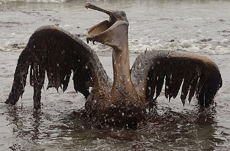 image-5-for-gulf-of-mexico-oil-spill-animals-covered-in-oil-gallery-9341534841